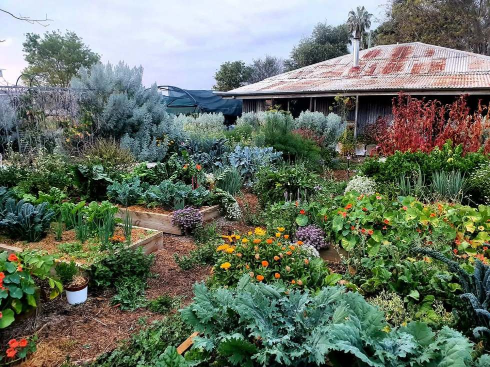 The Friendly 90m2 Food Growing Experiment - Permaculture Australia